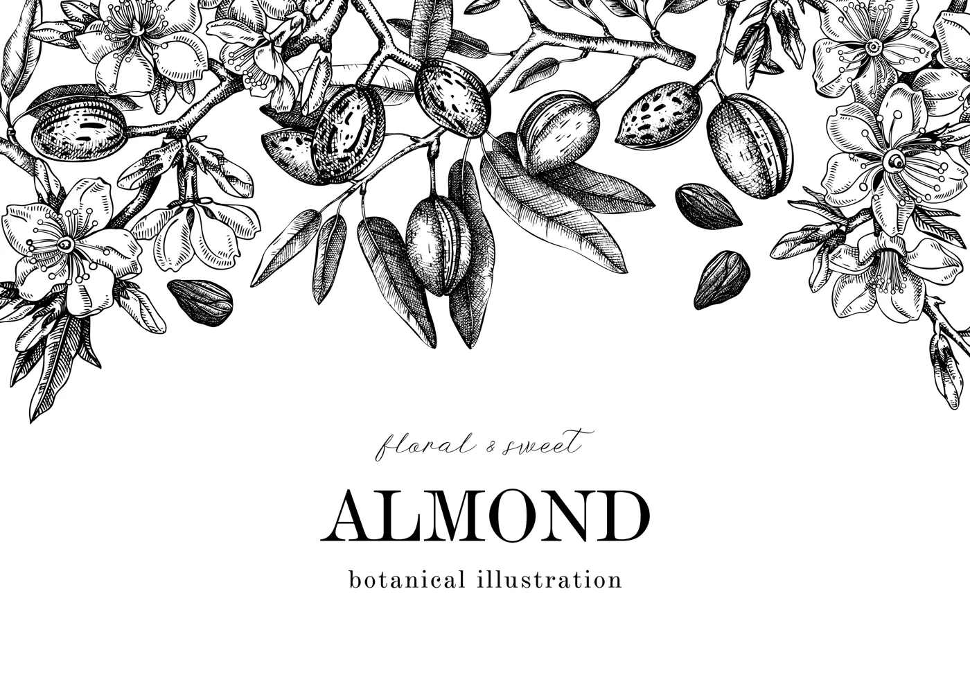 Almond blossom banner design in engraved style. Flowering branches with nuts, flowers, leaves isolated on white background. Vintage floral drawing. Botanical vector illustration of spring nut trees Illustration